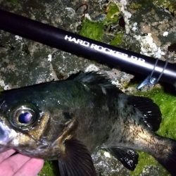 メバリング　ブルーバック良型揃い