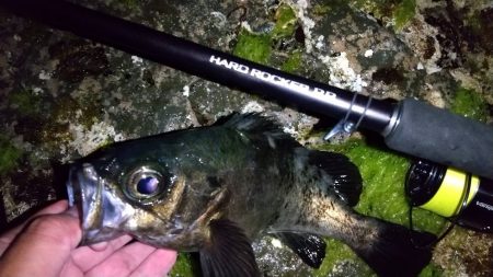 メバリング　ブルーバック良型揃い