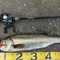 神戸湾奥朝練調査