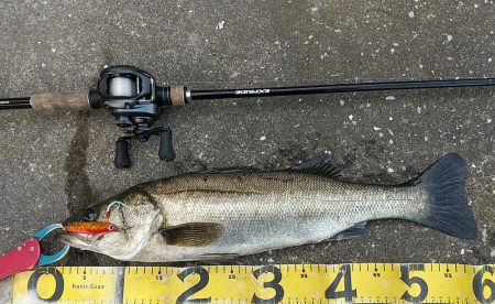 神戸湾奥朝練調査