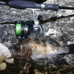 八木メバリング！