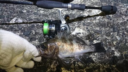 八木メバリング！