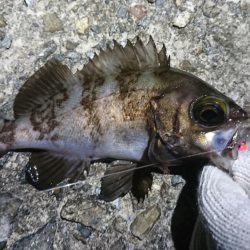 江井ヶ島メバリング