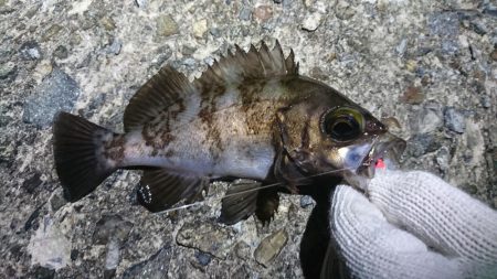 江井ヶ島メバリング