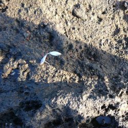 2日で7本!!青物爆釣wロケットスタートw