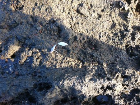 2日で7本!!青物爆釣wロケットスタートw