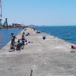 播磨新島のキス調査