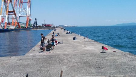 播磨新島のキス調査