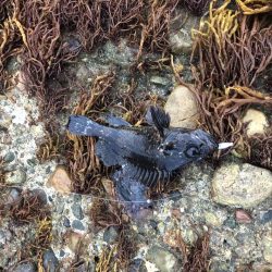 フグの活性高い