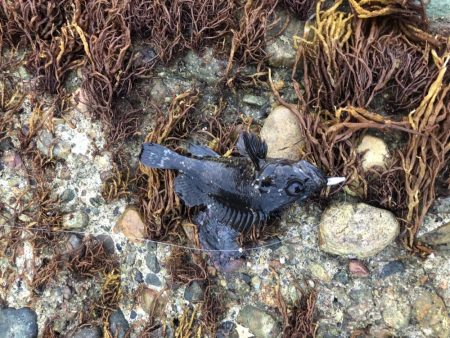 フグの活性高い