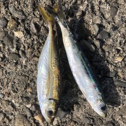 朝マヅメ5目釣り