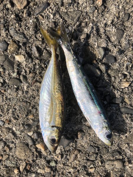 朝マヅメ5目釣り