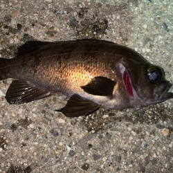 シーバスを狙ってみた