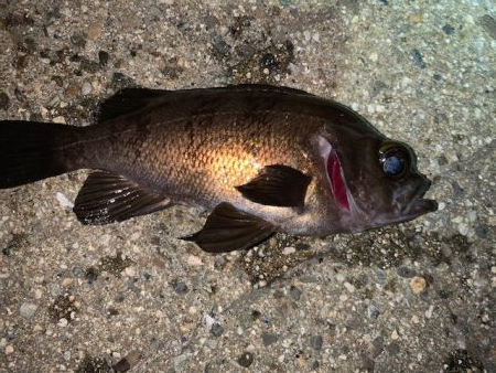 シーバスを狙ってみた