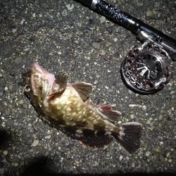 南港へち釣行 (2020/05/17 南港ヘチ釣り キビレチヌ(42cm)タケノコメバル22cm、良ガシラ 釣果有り)