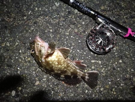 南港へち釣行 (2020/05/17 南港ヘチ釣り キビレチヌ(42cm)タケノコメバル22cm、良ガシラ 釣果有り)