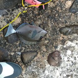 フカセ‥尾長グレ