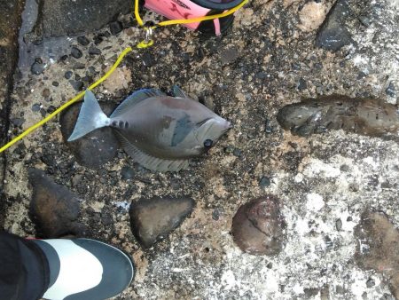 フカセ‥尾長グレ