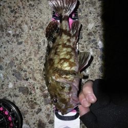 南港へち釣行(2020/05/30 南港ヘチ釣り キビレチヌ(44cm,43cm~)ガシラ23.5cm 釣果有り)