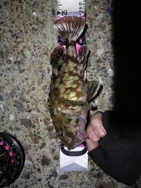 南港へち釣行(2020/05/30 南港ヘチ釣り キビレチヌ(44cm,43cm~)ガシラ23.5cm 釣果有り)