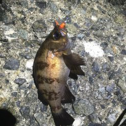 久々で楽しいっす！