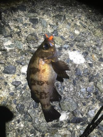 久々で楽しいっす！