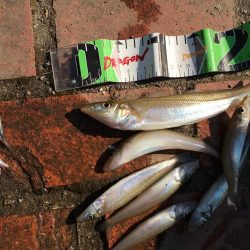 コサバ200匹、キス7匹