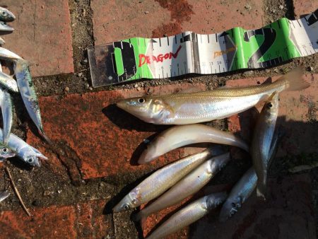 コサバ200匹、キス7匹