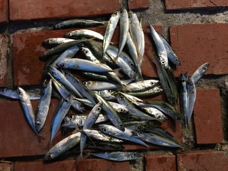 真鯛、良型アジ（28㎝）