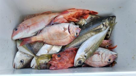 泉州丸 釣果