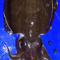 モンゴウイカ5杯