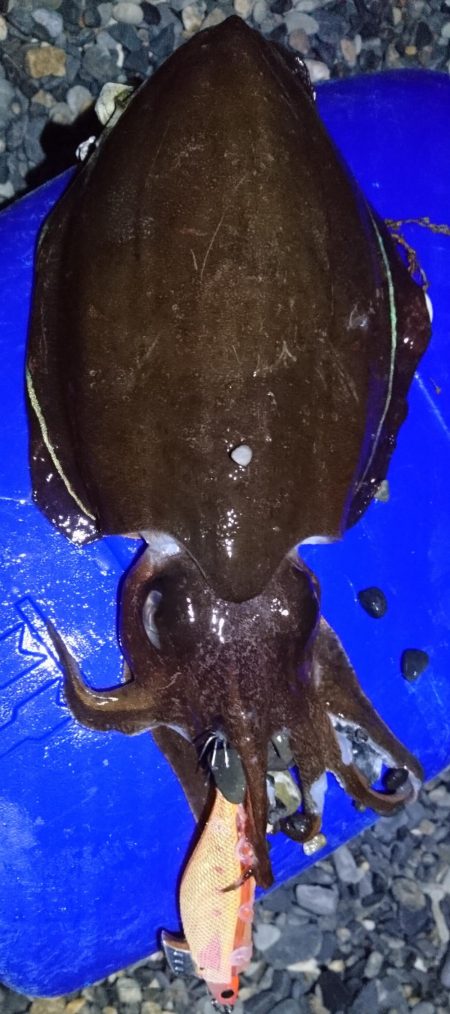 モンゴウイカ5杯