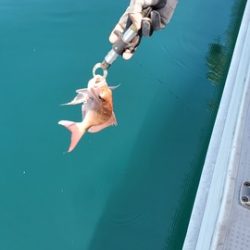 遊漁船　ニライカナイ 釣果