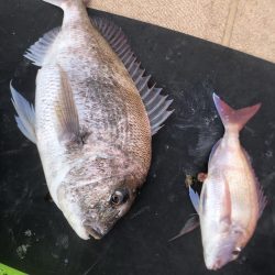 オーシャンズ 京都 釣果