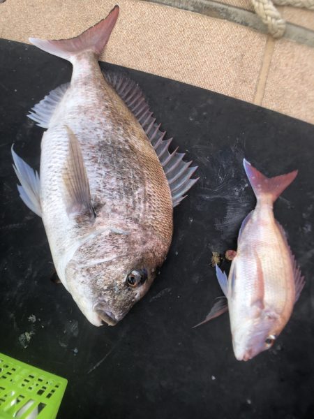 オーシャンズ 京都 釣果