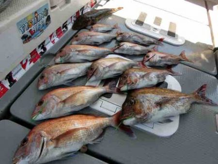 遊漁船 セトマリン 釣果