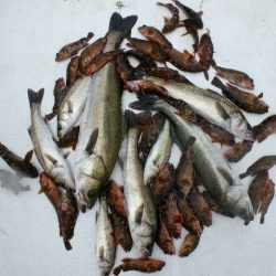 TOPGUN名古屋 釣果