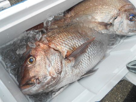 こうゆう丸 釣果