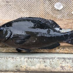 伊豆下田フィッシング 釣果