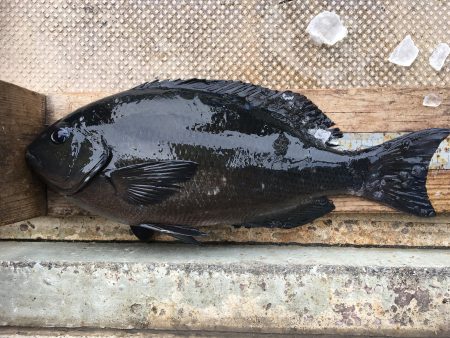 伊豆下田フィッシング 釣果