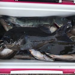 伊豆下田フィッシング 釣果