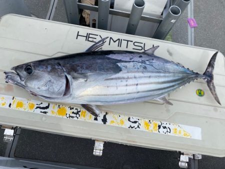 へいみつ丸 釣果