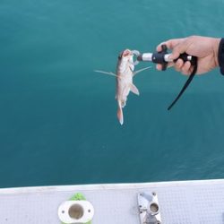 遊漁船 ニライカナイ 釣果