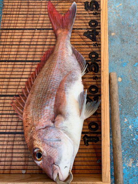 幸吉丸 釣果