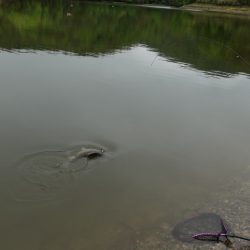 フィッシングレイクたかみや 釣果