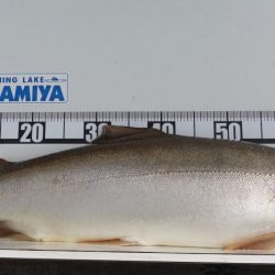 フィッシングレイクたかみや 釣果