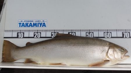 フィッシングレイクたかみや 釣果