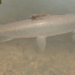 フィッシングレイクたかみや 釣果