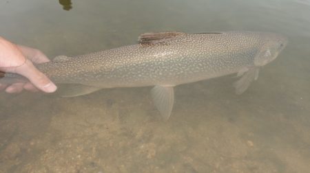 フィッシングレイクたかみや 釣果