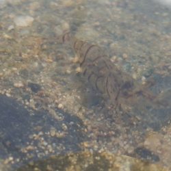 フィッシングレイクたかみや 釣果